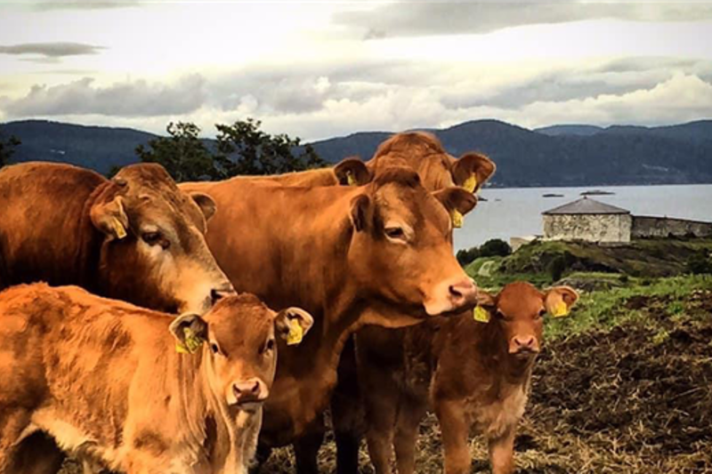 Oppdag mangfoldet av smaker fra Trøndelag og resten av Norge! Disse utstillerene finner du på festivalen.