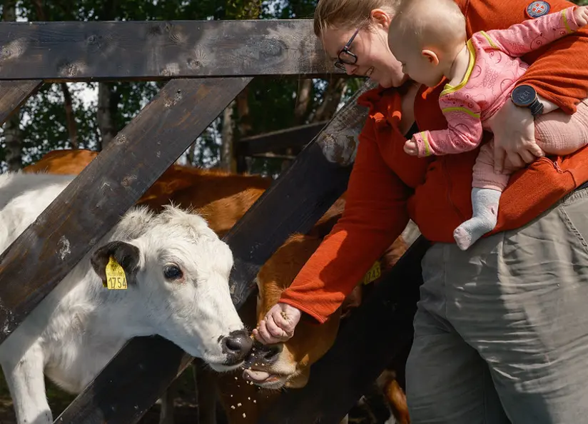 Galåvolden Ku Mates. Foto: Ole Ekker